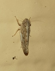 Osbornellus clarus