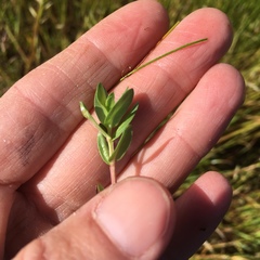 Lythrum hyssopifolia