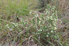 Pimelea spinescens spinescens