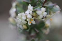 Pimelea spinescens spinescens