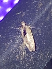 Pseudochelaria