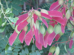 Pterolobium hexapetalum