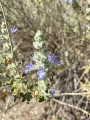 Salvia californica