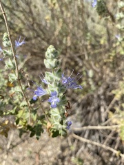 Salvia californica