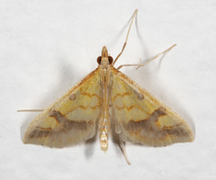 Choristostigma plumbosignalis