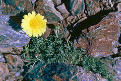 Leucanthemopsis pectinata
