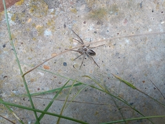 Pisaura mirabilis