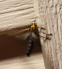 Cisseps fulvicollis