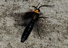 Cisseps fulvicollis