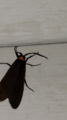 Cisseps fulvicollis