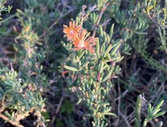 Delosperma multiflorum