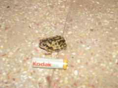 Uperodon systoma