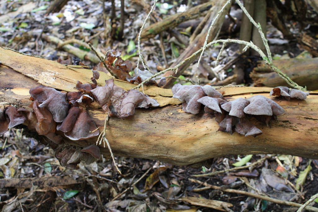 Ear fungus from Auckland, New Zealand on August 06, 2021 at 0336 PM by