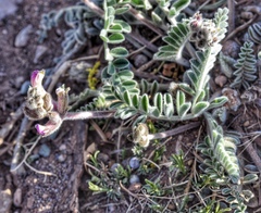 Astragalus mollissimus