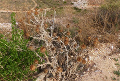 Onopordum macracanthum
