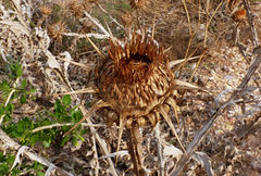 Onopordum macracanthum