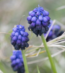 Muscari commutatum