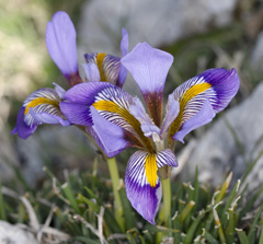Iris unguicularis cretensis
