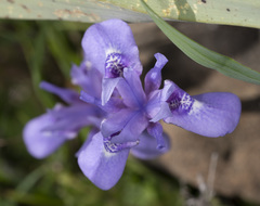 Moraea sisyrinchium