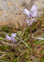 Bellevalia hyacinthoides