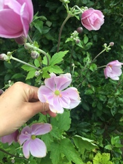 Eriocapitella × hybrida