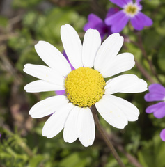 Anthemis chia