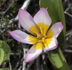 Tulipa saxatilis