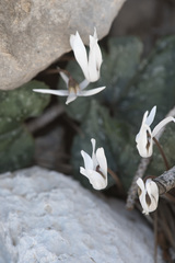 Cyclamen creticum