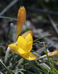 Crocus olivieri