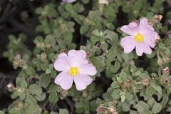 Cistus parviflorus