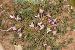 Trifolium uniflorum