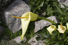 Arum creticum