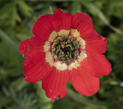 Anemone coronaria