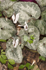 Cyclamen creticum
