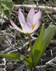 Tulipa saxatilis