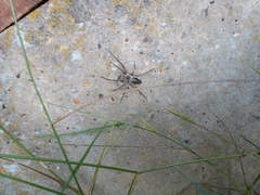 Pisaura mirabilis