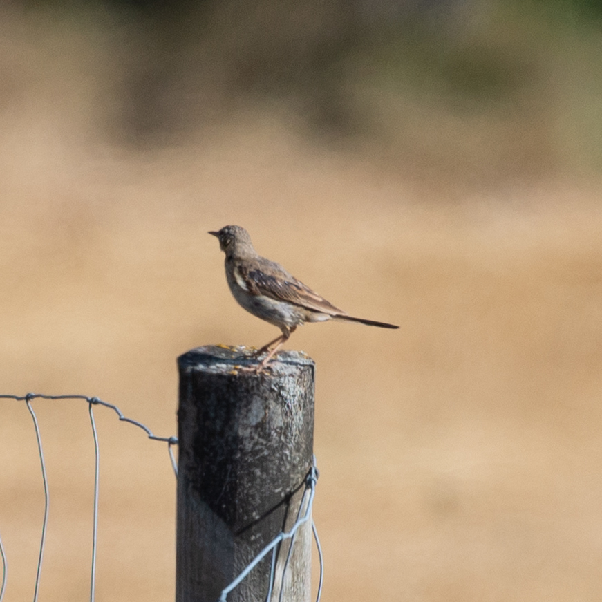 Tawny Pipit