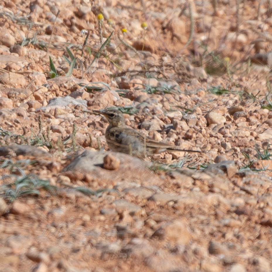 Tawny Pipit