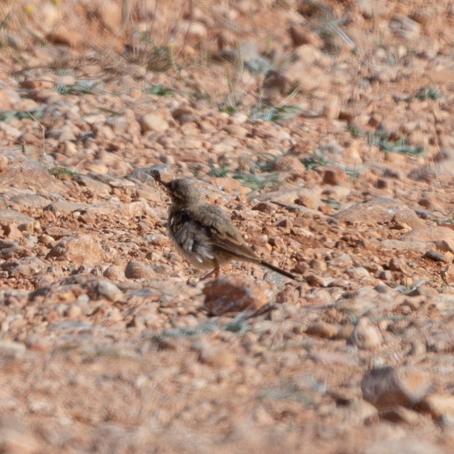 Tawny Pipit