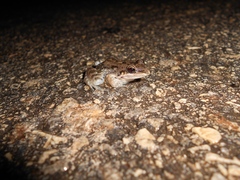 Leptodactylus fragilis