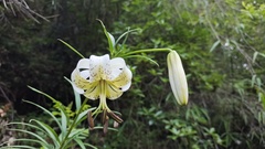 Lilium taliense