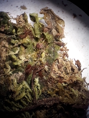 Symphyogyna undulata