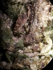 Symphyogyna undulata