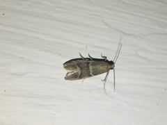 Glyptoteles leucacrinella