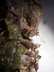 Symphyogyna undulata