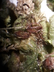 Symphyogyna undulata