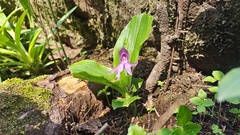 Roscoea tibetica