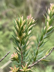 Epacris paludosa