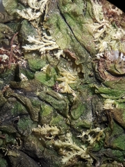 Symphyogyna undulata