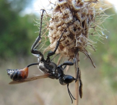 Prionyx lividocinctus